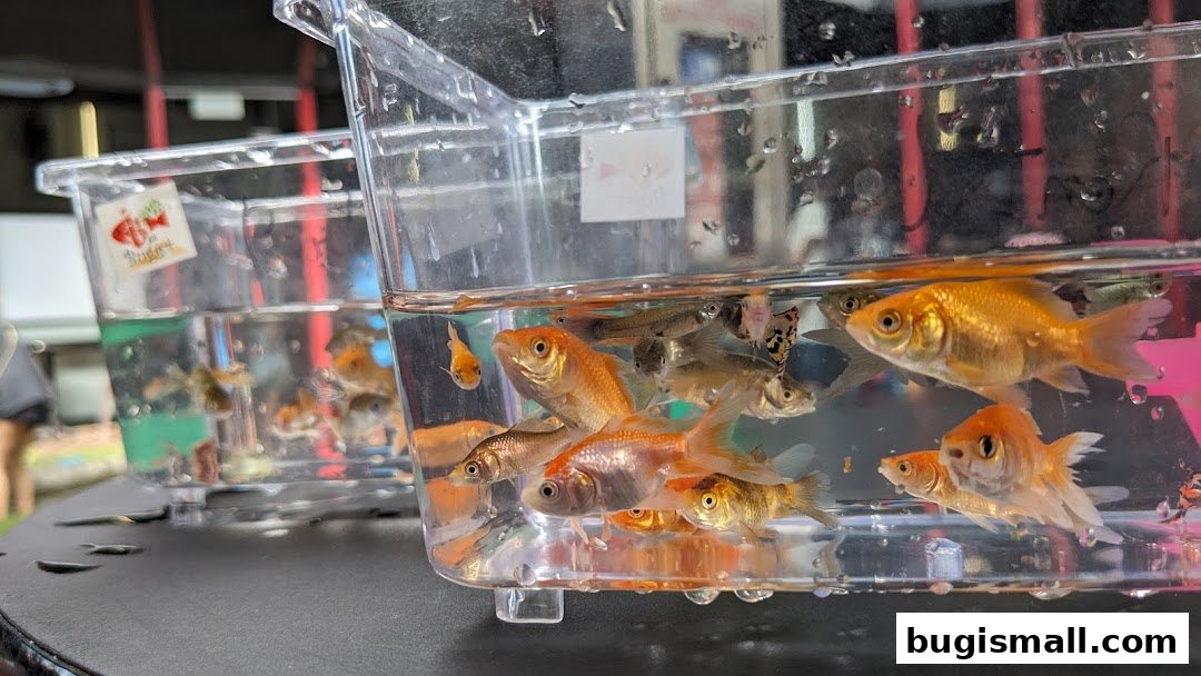 Vibrant Fish for Your Aquarium at Fish Bugis!