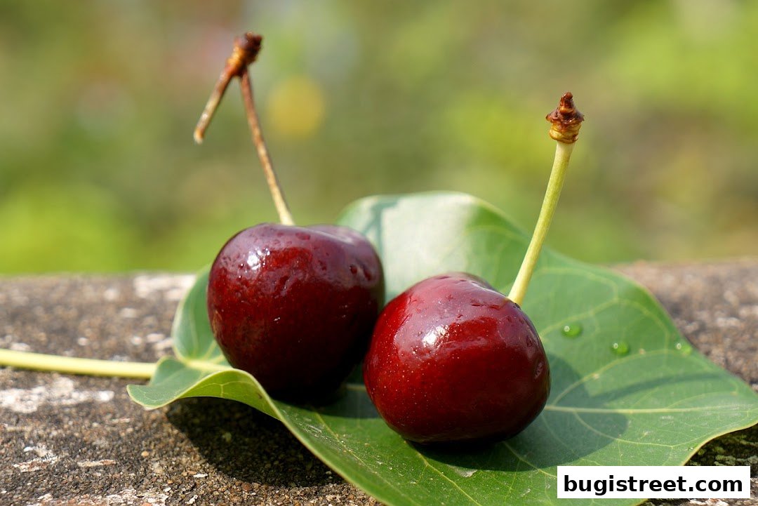 Fresh Cherries: A Taste of Summer