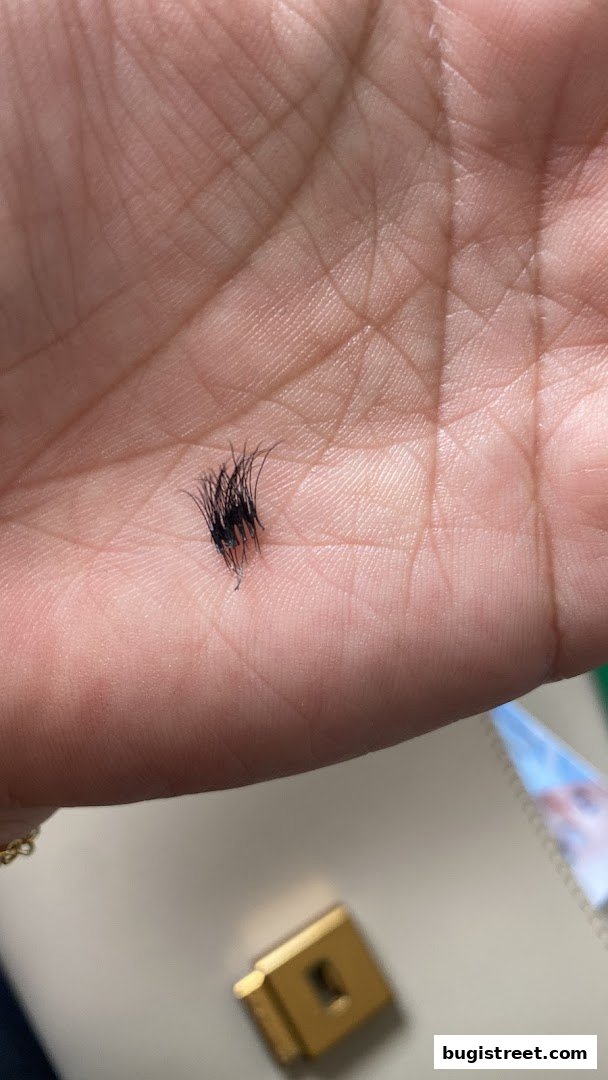 Enhance Your Look with Beautiful Lashes