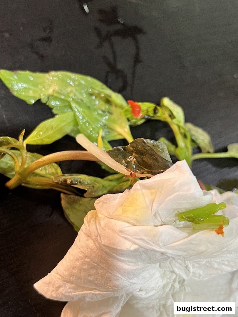 Fresh Greens and Natural Beauty